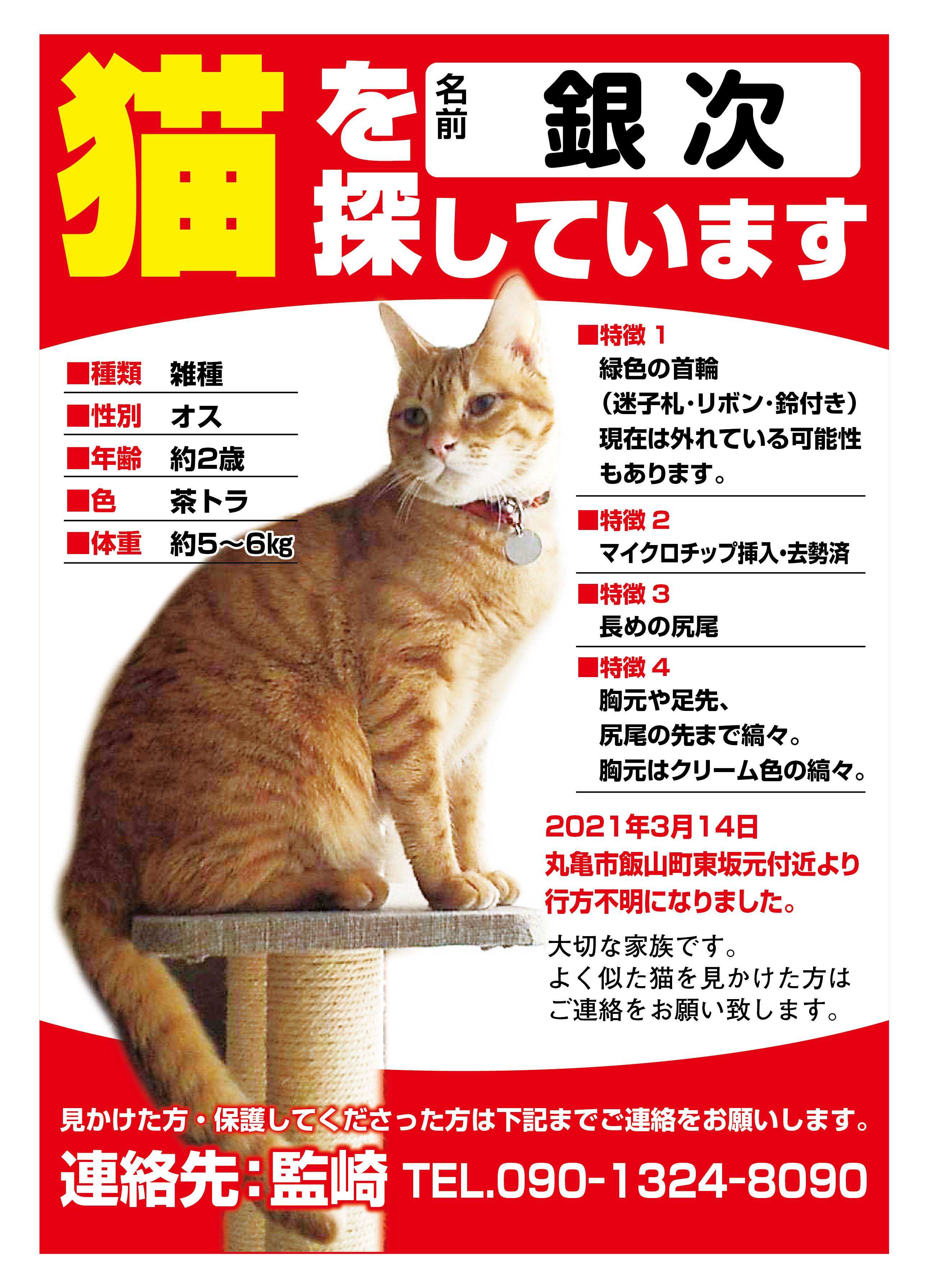 きんにく猫様 お見積りページ 猫：（銀次ちゃん）を探しています【香川県丸亀市】 | ペット