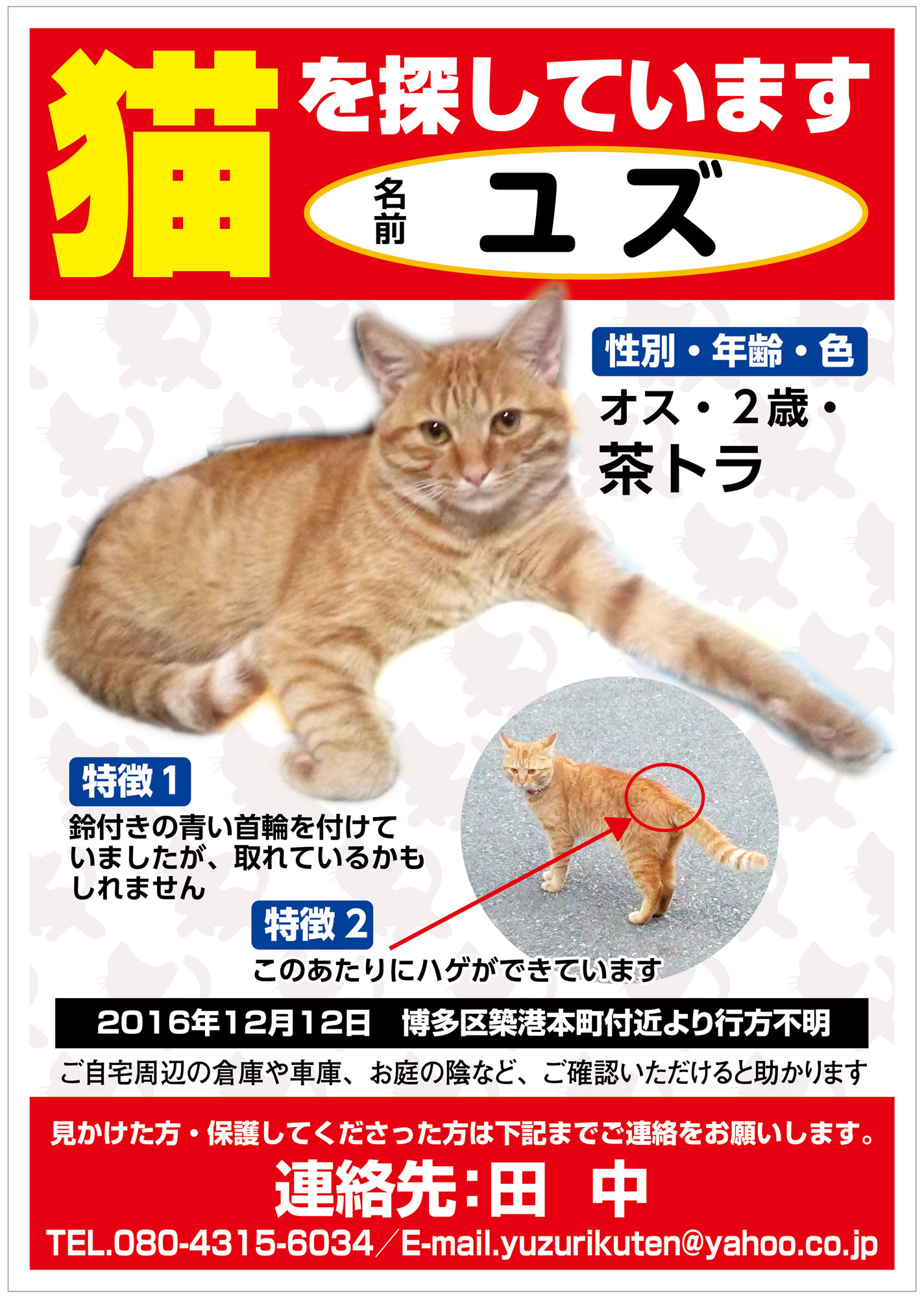 猫：（ゆずちゃん）を探しています【福岡市博多区】 | ペット捜索