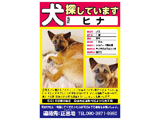 犬 ヒナちゃん を探しています 兵庫県尼崎市 ペット捜索チラシ作成の迷子ペット Net