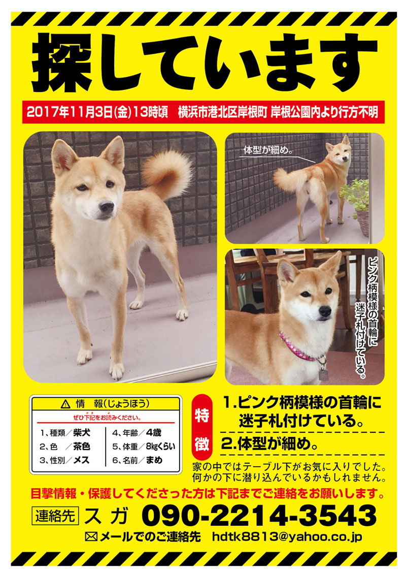 犬：（まめ）を探しています【横浜市港北区岸根町 岸根公園内】