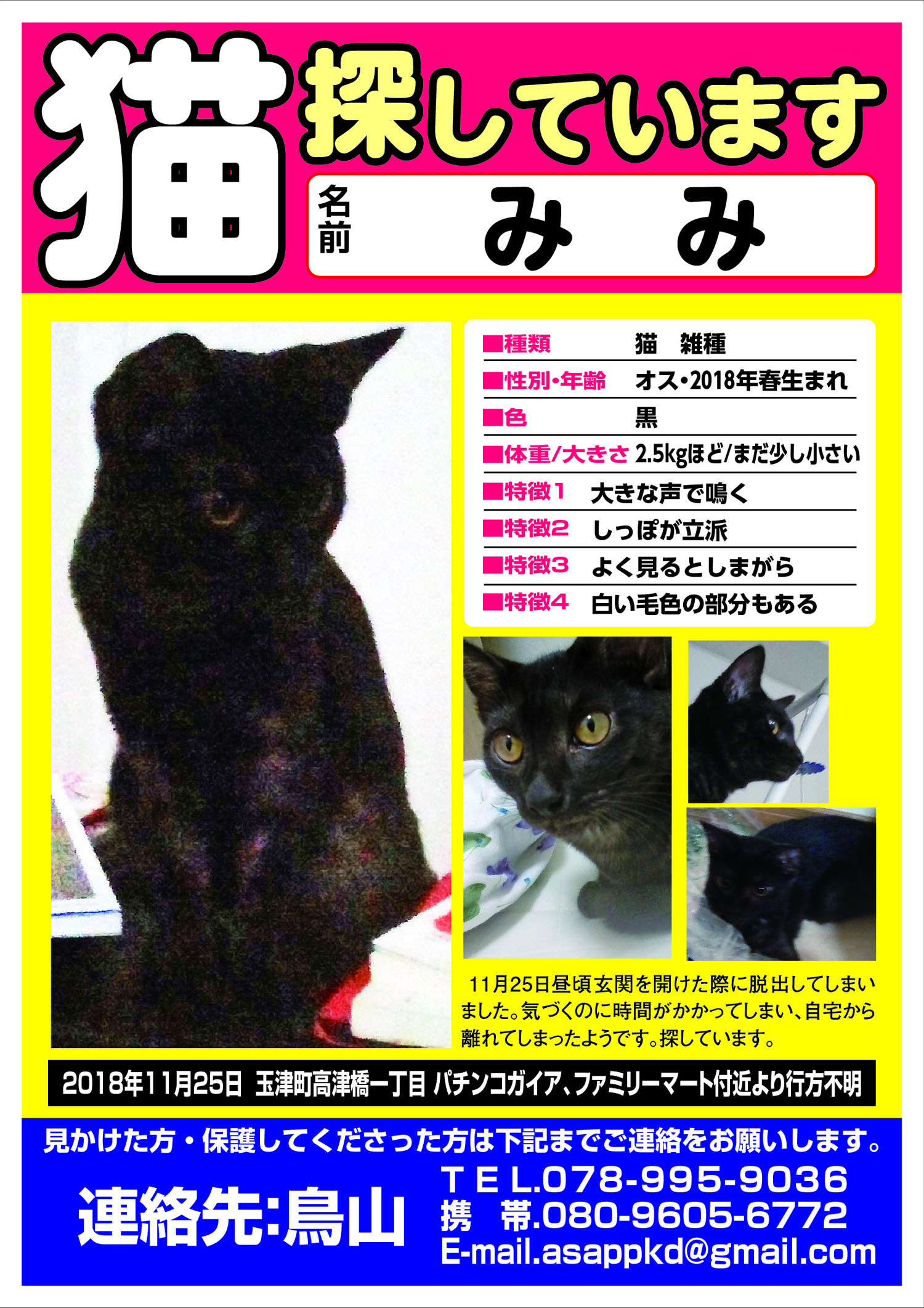 猫 みみ君 を探しています 神戸市西区玉津町高津橋一丁目 ペット捜索チラシ作成の迷子ペット Net