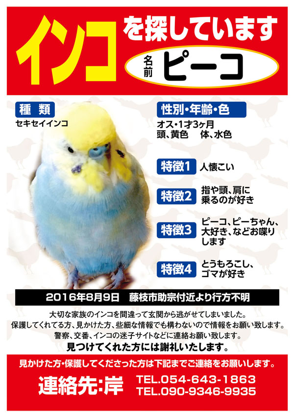 インコ：（ピーコ君）を探しています【静岡県藤枝市】 | ペット捜索