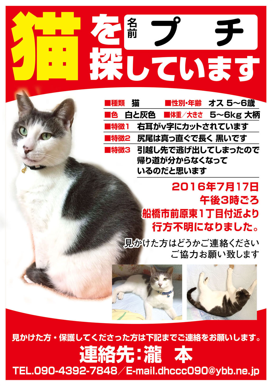 猫 プチ君 を探しています 千葉県船橋市 ペット捜索チラシ作成の迷子ペット Net